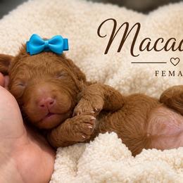 Macadamia - Red  female Goldendoodle puppy in Miami, Florida from Jade’s Paws & Co. Of Miami LLC