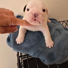 Red girl - White female Bulldog puppy in Laurel, Montana from Bull Mountain Bulldogs