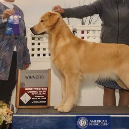 Golden Retrievers from Friday Golden Retrievers