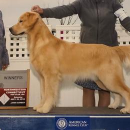 Golden Retrievers from Friday Golden Retrievers
