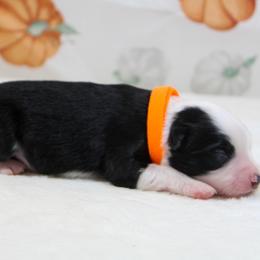 Griffin - Black tri male Toy Australian Shepherd puppy in Bauxite, Arkansas from J & B Mini Aussies