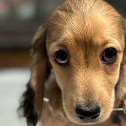 Boy 5 - Cream Dachshund puppy in Murfreesboro, Tennessee from Kimbrie's Dream Cream Doxies