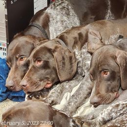 Fuffalo - German Shorthaired Pointer