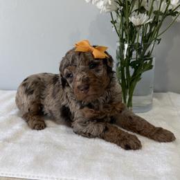 Charlie Rose - Chocolate merle female Bernedoodle puppy in Sandy, Utah from Hudson Foxx Puppies