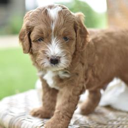 Theo - Apricot male Goldendoodle puppy in Berlin, Ohio from Doodle Babys