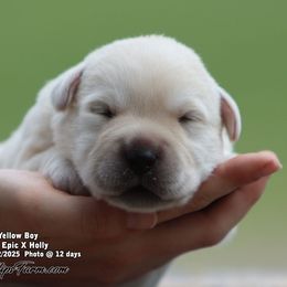 Holly - Yellow Boy - Yellow male Labrador Retriever puppy in Point, Texas from Lakylu Kennels