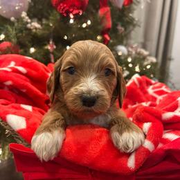 Girl 1 - Apricot female Goldendoodle puppy in San Diego, California from Southside Doodles
