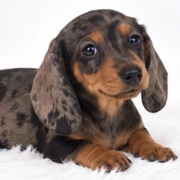 Jasper - Black and tan male Dachshund puppy in Fredricktown, Missouri from Ivy Cream Dachshunds