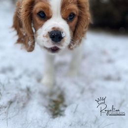 Cavalier King Charles Spaniel Puppies from Royalton Cavaliers