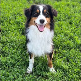 Scoot - Australian Shepherd