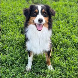 Scoot - Australian Shepherd