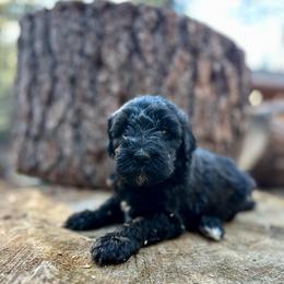 Sirius - Black male Goldendoodle puppy in Pollock Pines, California from Penny Lane’s Doodles