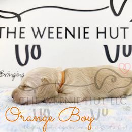 Orange Boy - Cream male Dachshund puppy in Crandall, Texas from The Weenie Hut