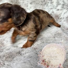 Dachshund Puppies from CSW Dachshunds