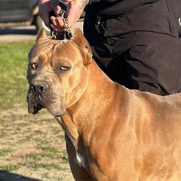 Chief - Cane Corso