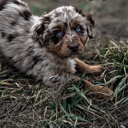 Boy 1 - Red merle Australian Shepherd puppy in Touchet, Washington from Frog Hollow Aussies