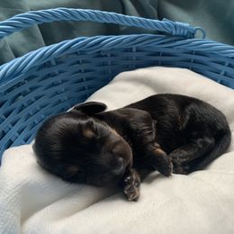 Dachshund Puppies from L & A Dachshunds