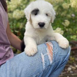 GREENLEE - Gray and white female Old English Sheepdog puppy in Bristol, Indiana from Ridgeruns OES