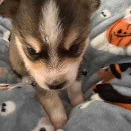 Raj - Wolf sable male Pomsky puppy in Cumberland County, Pennsylvania from M&L Pomskies