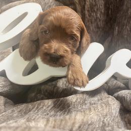 Laoghaire ('Leery') - Red  female Goldendoodle puppy in Placerville, California from New Dawn Poodles and Doodles