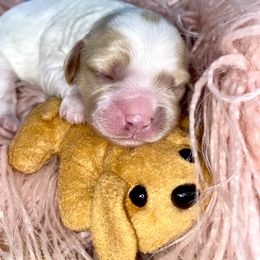 Bernedoodle and Cavapoo Puppies from Sugar Doodles Pups