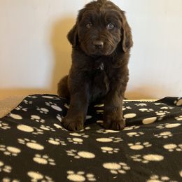 Newfoundlands from Hildebrand Farm
