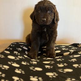Newfoundlands from Hildebrand Farm
