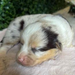 Male Blue merle - White and black male Pembroke Welsh Corgi puppy in Glendale, Arizona from CorgiholicsAz