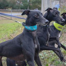 Whippet All Grown Up from Nota Bene whippets