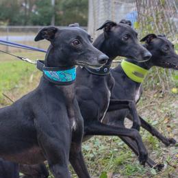 Whippet All Grown Up from Nota Bene whippets