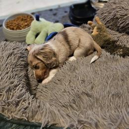 Dachshund Puppies from A&R Dachshund