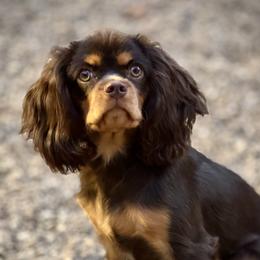 Benny - Cavalier King Charles Spaniel