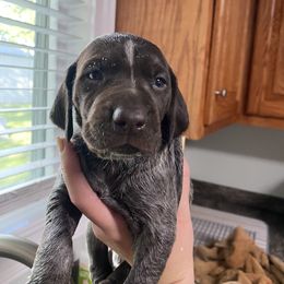 Orange Male - Liver roan German Shorthaired Pointer puppy in South Carolina from One Shot Shorthairs