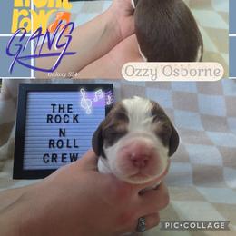 Ozzy OsborneBoy 5 - Liver and white male English Springer Spaniel puppy in Saginaw, Michigan from Kemerer Springers