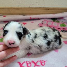 Raisin - Slate merle female Border Collie puppy in Morgan, Texas from Shooting Star Ranch