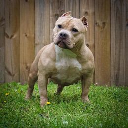 Raven - American Bully