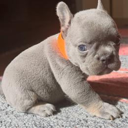 Jerome orange collar - Blue male French Bulldog puppy in Cordes Lakes, Arizona from Puppy Love AZ