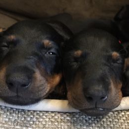 Manchester Terrier Puppies from MosaicManchesters.com