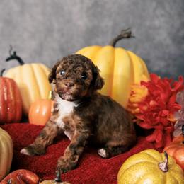 Peanut - Brown male Poodle puppy in Newborn, Georgia from Majestail Companions Co