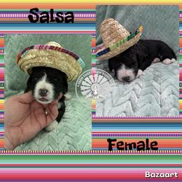 Salsa - Tri-color female Bernedoodle puppy in Godwin, North Carolina from Farm Sweet Farm Doodles