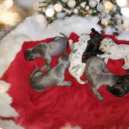 Great Dane Puppies from La Rebel Danes