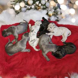 Great Dane Puppies from La Rebel Danes