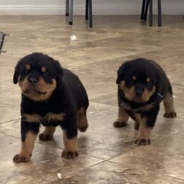 Rottweiler Puppies from GrowlHausRotts