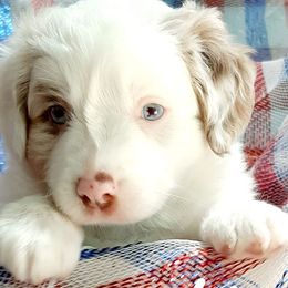 Red Merle MEG - Red merle Miniature Australian Shepherd puppy in Cottontown, Tennessee from Whispering Trail Miniature Aussies