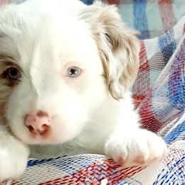 Red Merle MEG - Red merle Miniature Australian Shepherd puppy in Cottontown, Tennessee from Whispering Trail Miniature Aussies