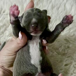 Storm - Blue female Italian Greyhound puppy in Southwest Florida, Florida from Woofford Italian Greyhounds