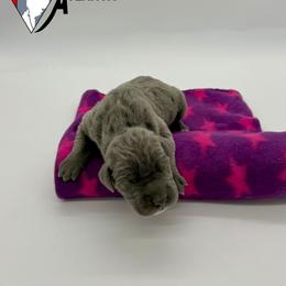 Gray Ghost - Blue female Great Dane puppy in Woodstock, Georgia from Diamond Danes of Atlanta