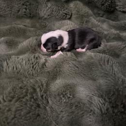 Cupid - Black and tan male Pembroke Welsh Corgi puppy in Derby, Iowa from Newton Hay & Cattle
