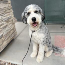 Thatcher - Bernedoodle