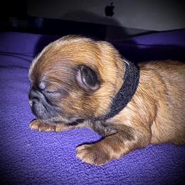 Red Male 1 - Red male Shih Tzu puppy in North Central Oregon, Oregon from T-Amore Shih Tzu